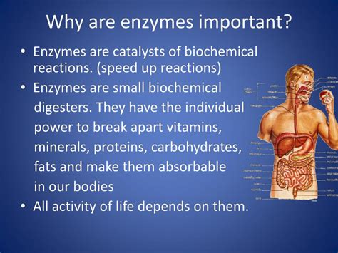An Introduction to the Enzyme.